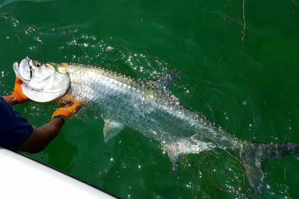 Angler fighting a tarpon as it leaps from the green water off Islamorada, showcasing the power and size of this popular Florida game fish.