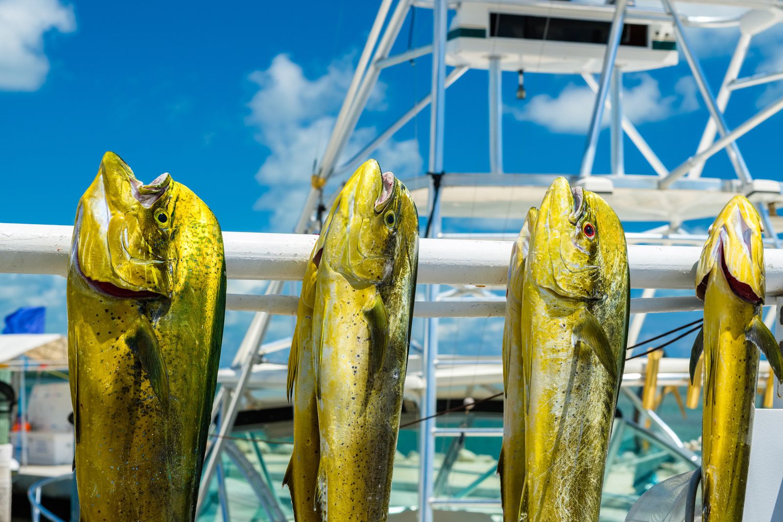 A row of freshly caught mahi mahi hanging at a Key West dock, showing their bright green and yellow colors under the sun.