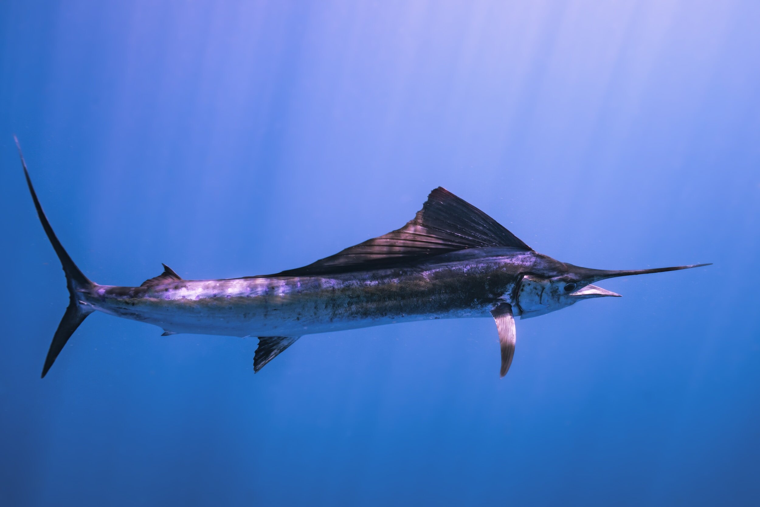 Blue Marlin Swimming in Ocean