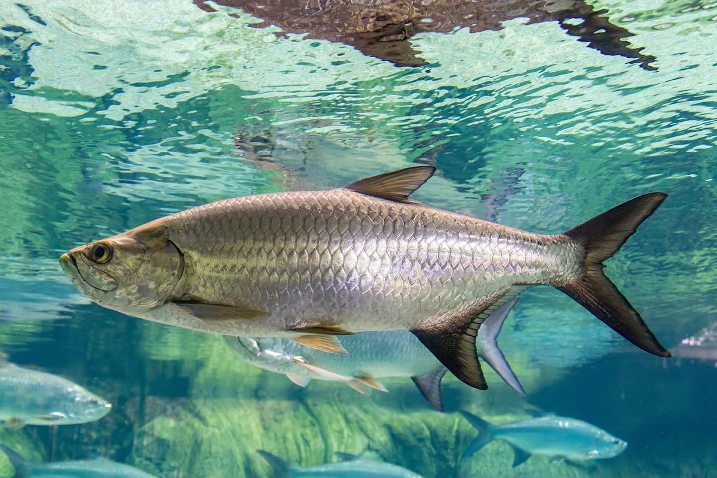 A silver fish swimming in the clear blue spring water of Crystal River, Florida, with sunlight reflecting across the shallow limestone bottom.