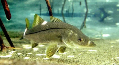 A snook swimming near the sandy bottom beneath mangrove roots in shallow Florida water, showing its distinct lateral line and golden body color.