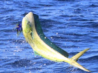 Palm Beach fishing with MarineDex SeaDek installation South Florida upgrade